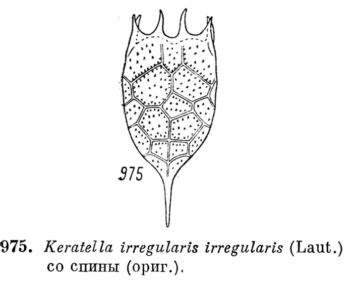 Keratella irregularis Keratella irregularis