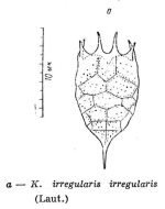 Keratella irregularis