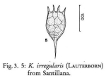 Keratella irregularis