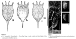 Keratella irregularis