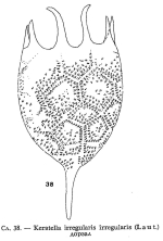 Keratella irregularis