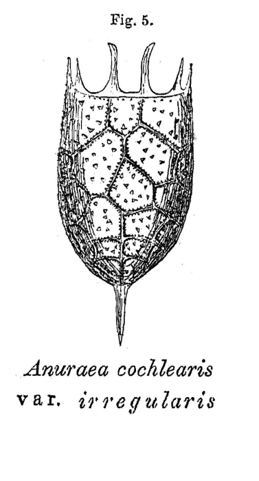 Keratella irregularis - Original description image