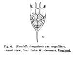 Keratella irregularis f. angulifera