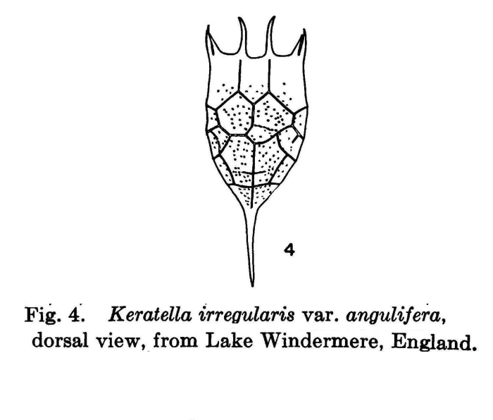 Keratella irregularis f. angulifera Keratella irregularis f. angulifera