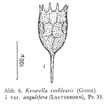 Keratella irregularis f. angulifera