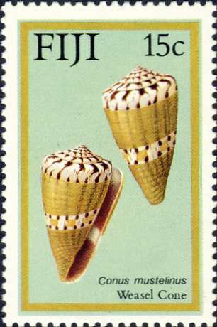 Conus mustelinus Conus mustelinus