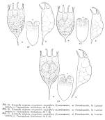 Keratella irregularis f. angulifera