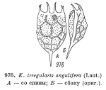 Keratella irregularis f. angulifera