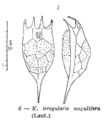 Keratella irregularis f. angulifera