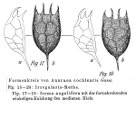 Keratella irregularis f. angulifera - Original description image