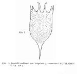 Keratella irregularis f. connectens
