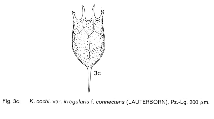 Keratella irregularis f. connectens Keratella irregularis f. connectens
