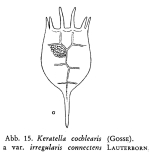 Keratella irregularis f. connectens