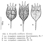 Keratella irregularis f. connectens