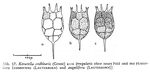 Keratella irregularis f. connectens