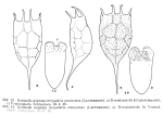 Keratella irregularis f. connectens