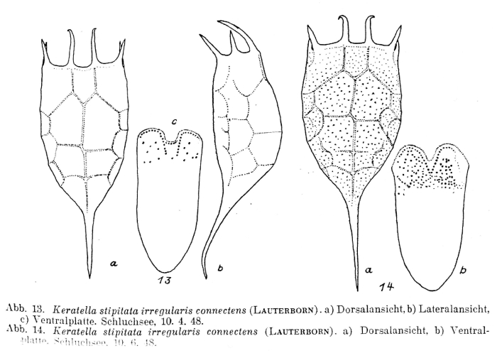 Keratella irregularis f. connectens Keratella irregularis f. connectens