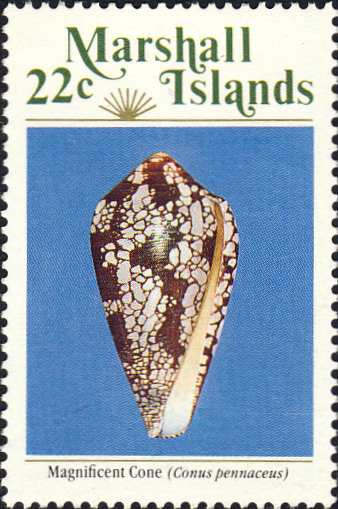 Conus pennaceus Conus pennaceus