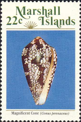 Conus pennaceus