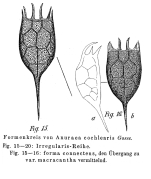 Keratella irregularis f. connectens - Original description image