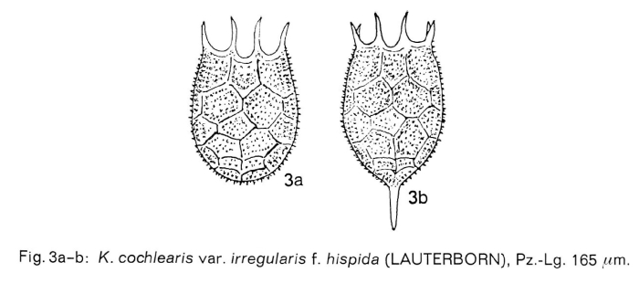Keratella irregularis f. ecaudata Keratella irregularis f. ecaudata