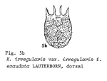Keratella irregularis f. ecaudata