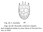 Keratella irregularis f. ecaudata