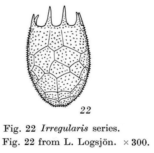 Keratella irregularis f. ecaudata Keratella irregularis f. ecaudata