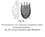 Keratella irregularis f. ecaudata