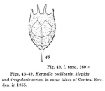 Keratella irregularis f. recta