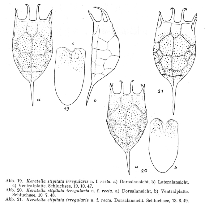 Keratella irregularis f. recta - Original description image
