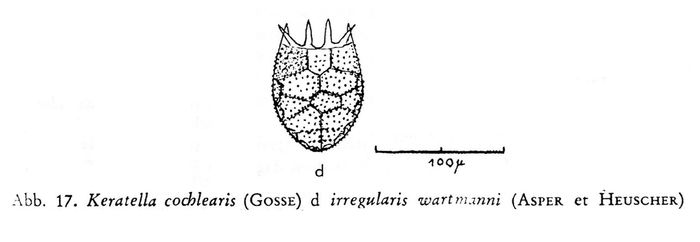 Keratella irregularis f. wartmanni Keratella irregularis f. wartmanni