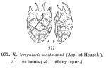 Keratella irregularis f. wartmanni