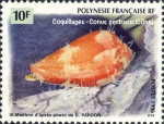 Conus pertusus