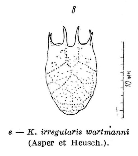 Keratella irregularis f. wartmanni Keratella irregularis f. wartmanni