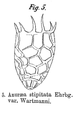 Keratella irregularis f. wartmanni - Original description image