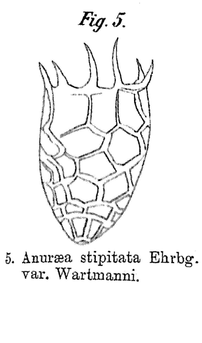 Keratella irregularis f. wartmanni - Original description image