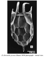 Keratella javana