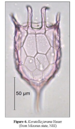 Keratella javana