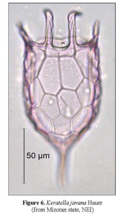 Keratella javana Keratella javana