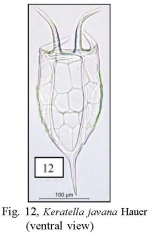 Keratella javana