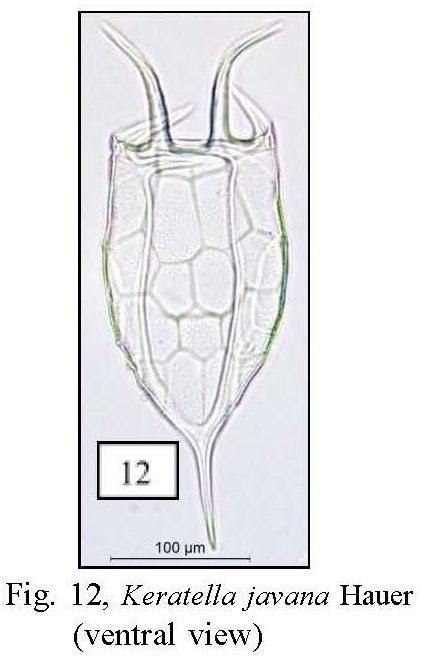 Keratella javana Keratella javana