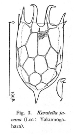Keratella javana