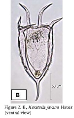 Keratella javana