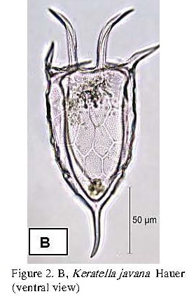 Keratella javana Keratella javana