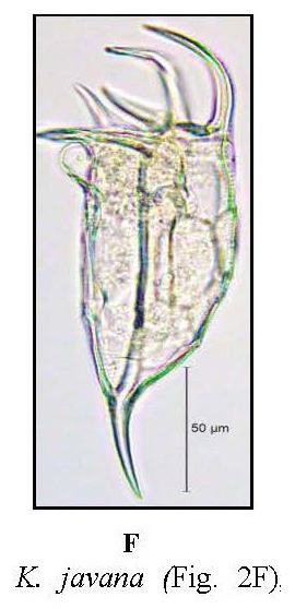 Keratella javana Keratella javana