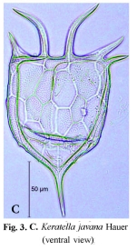 Keratella javana