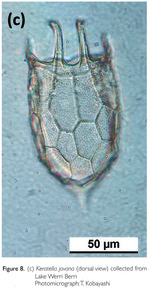 Keratella javana