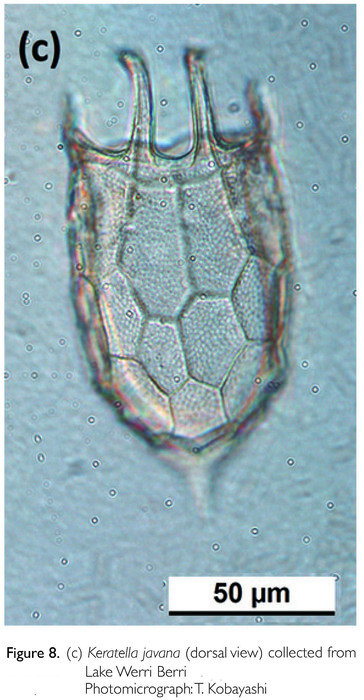 Keratella javana Keratella javana