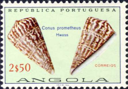 Conus prometheus Conus prometheus